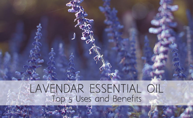 Lavender Essential Oil – The Top Five Benefits and Uses